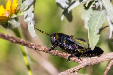 Batı at lubber çekirge