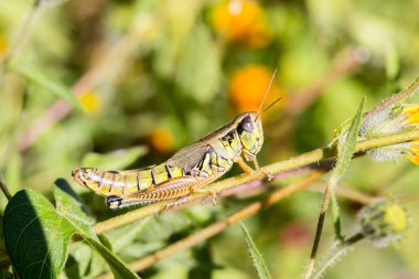 Çekirge meadows Meksika dan.