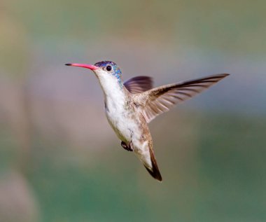 Mor taç sinek kuşu.