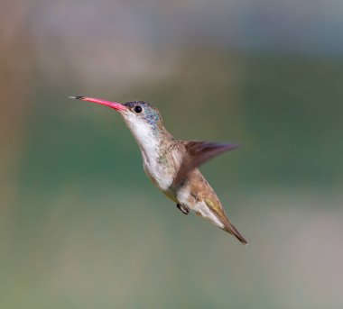 Mor taç sinek kuşu.