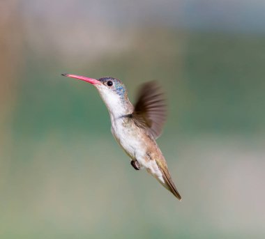 Mor taç sinek kuşu.