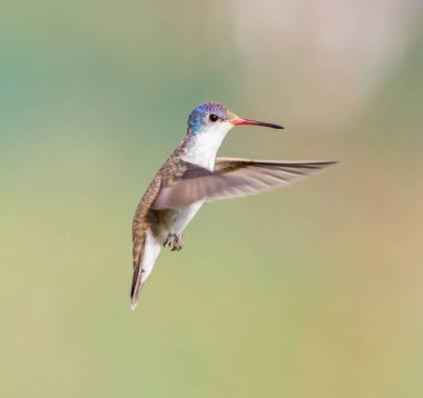 Mor taç sinek kuşu.