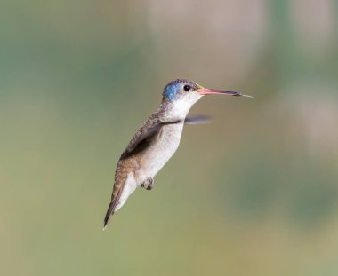 Mor taç sinek kuşu.