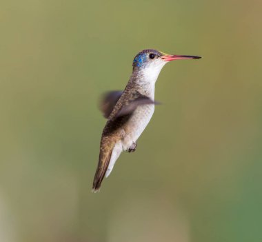 Mor taç sinek kuşu.