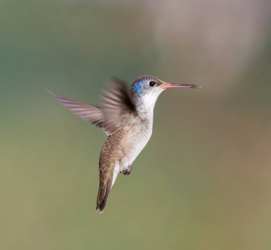 Mor taç sinek kuşu.