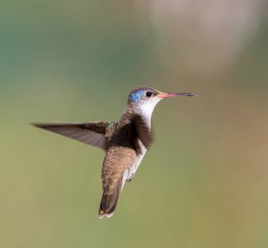 Mor taç sinek kuşu.