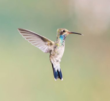 geniş fatura sinek kuşu.