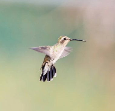 geniş fatura sinek kuşu.