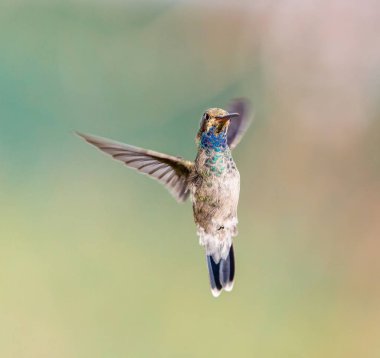 geniş fatura sinek kuşu.