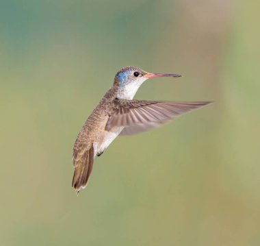 Mor taç sinek kuşu.