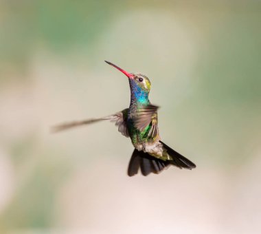 geniş fatura sinek kuşu.