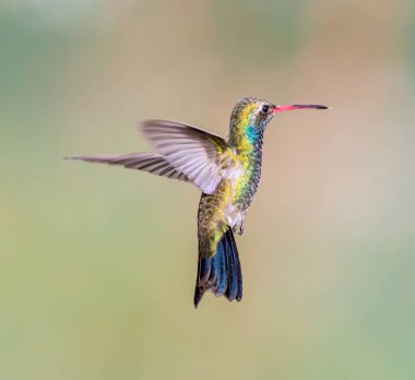 geniş fatura sinek kuşu.