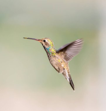 geniş fatura sinek kuşu.