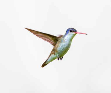 Mor taç sinek kuşu.