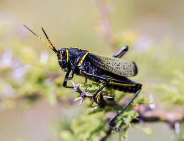 Batı at lubber çekirge.