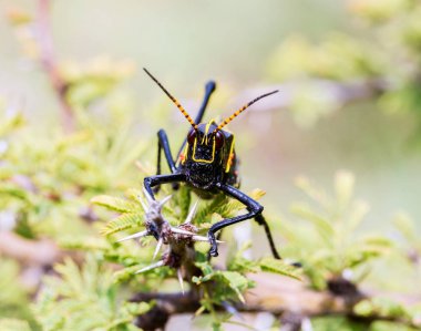Batı at lubber çekirge.