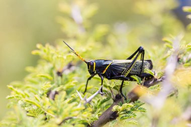 Batı at lubber çekirge.
