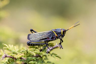 Batı at lubber çekirge.