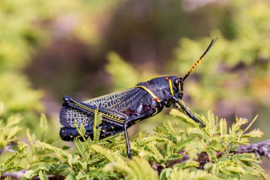 Batı at lubber çekirge.