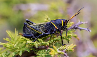Batı at lubber çekirge.