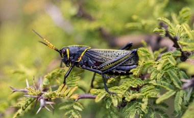 Batı at lubber çekirge.