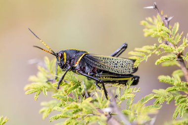 Batı at lubber çekirge.