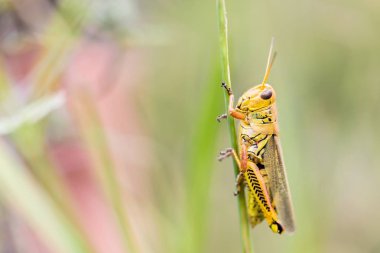 Çekirge Meksika bir alanda.