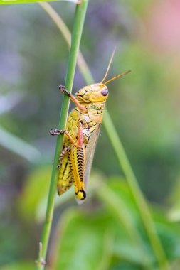 Çekirge Meksika bir alanda.