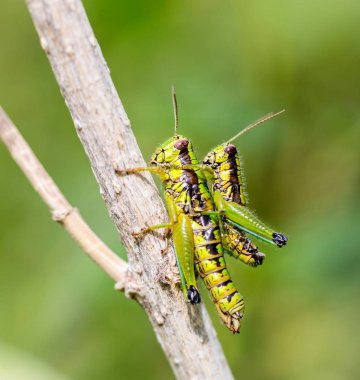 Çekirge Meksika bir alanda.