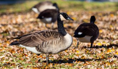 Kanada Kazı alanındaki.