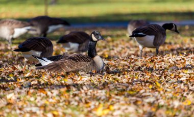 Kanada Kazı alanındaki.