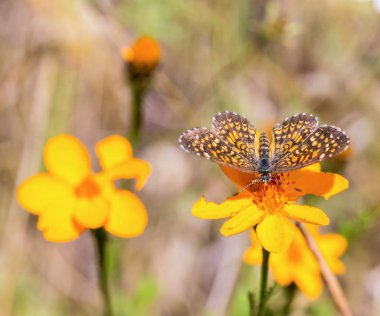 Elada Checkerspot kelebek Meksika.