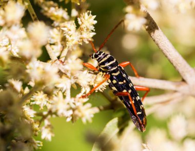 Sırtında benekler olan siyah ve sarı çizgili eşekarısı, Meksika 'nın merkezinde bulunur..