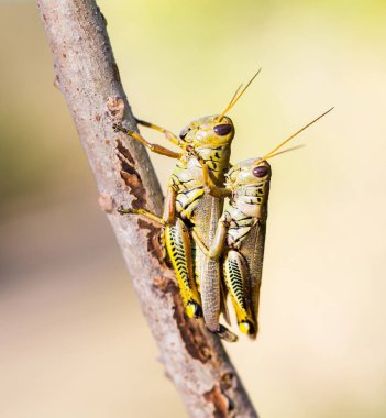 Çekirge Meksika bir alanda.