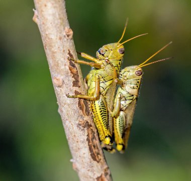 Çekirge Meksika bir alanda.