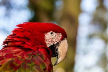 Yeşil kanatlı ara.