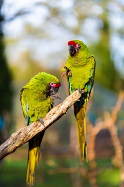 Askeri Macaw vahşi, ama neredeyse tükenmiş hala Meksika bulut ormanlarda bulunabilir.