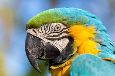 Mavi ve Altın makavı.