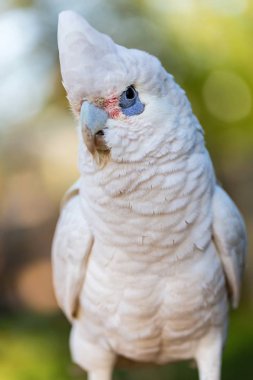 Bared gözlü veya Goffins Kakadu.