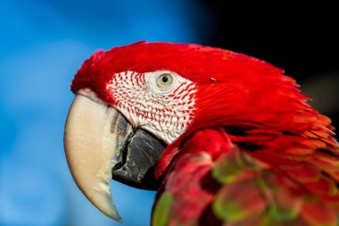 Yeşil kanatlı ara.