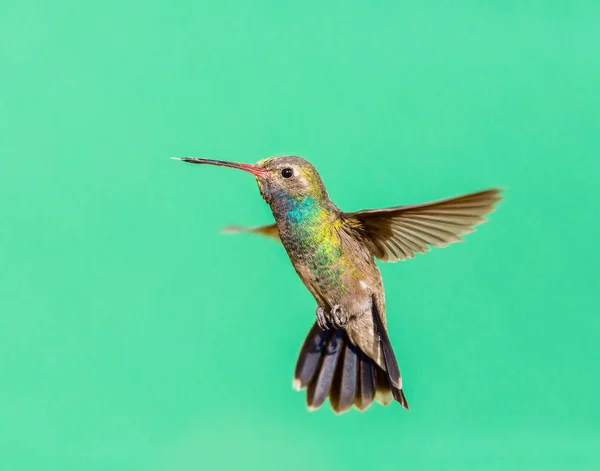 Široké vyúčtování kolibřík. — Stock fotografie