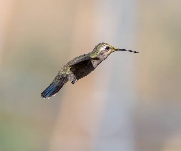 Széles kiszámlázott kolibri. — Stock Fotó