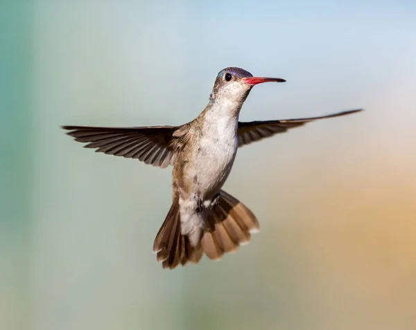 Fialový korunovaný kolibřík. — Stock fotografie