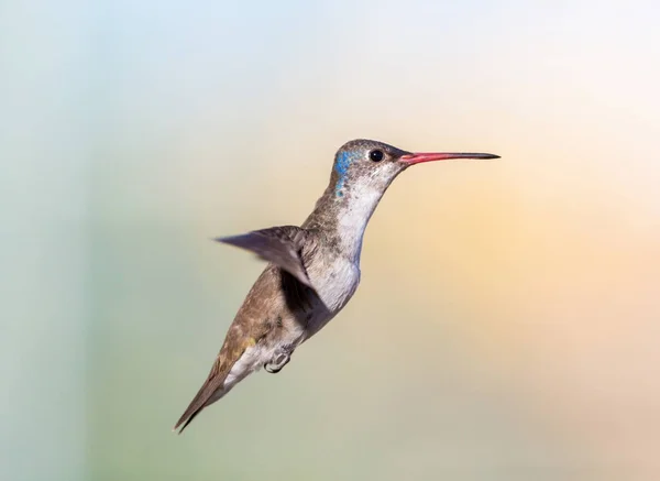 Fialový korunovaný kolibřík. — Stock fotografie