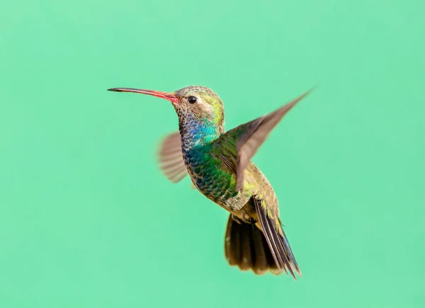 Široké vyúčtování kolibřík. — Stock fotografie