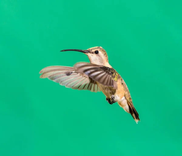 Lucifer Hummingbird vrouw. — Stockfoto