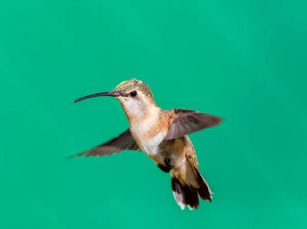 Lucifer Hummingbird vrouw. — Stockfoto