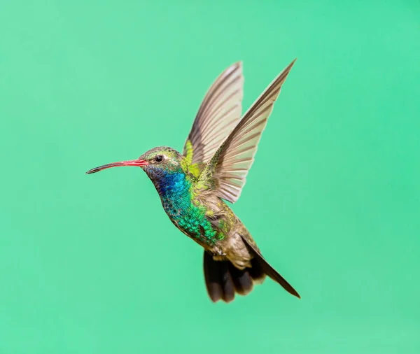 geniş fatura sinek kuşu.