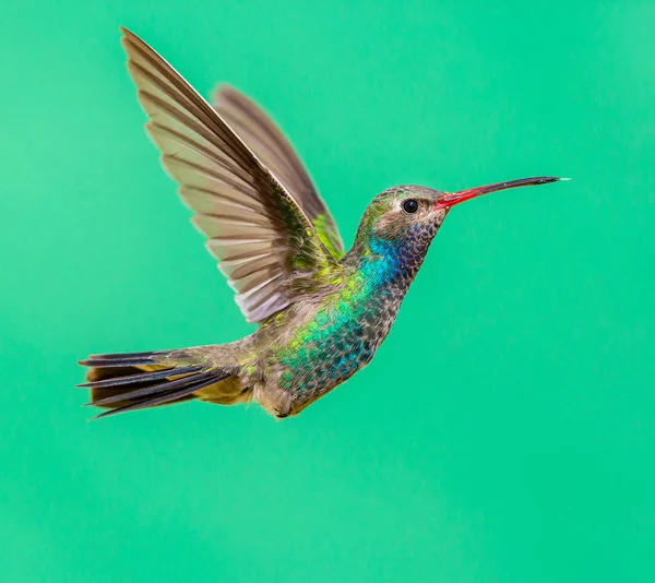 geniş fatura sinek kuşu.