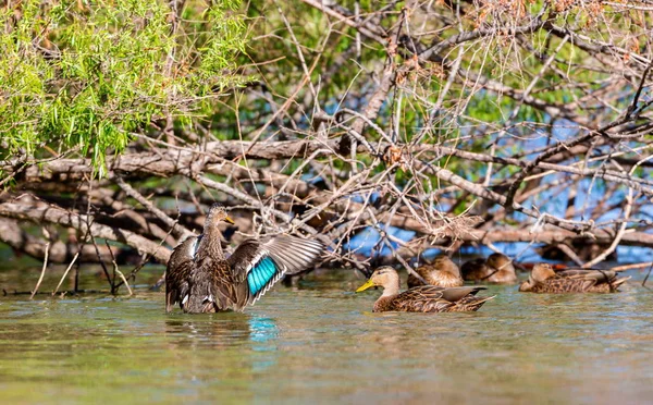 Meksika ördeği, Anas familyasından Meksika ve Amerika Birleşik Devletleri 'nde yetişen bir ördek türü. Nüfusun çoğu yerleşik, bazı kuzeyli kuşlar kışın güneye Meksika 'ya göç ederler..